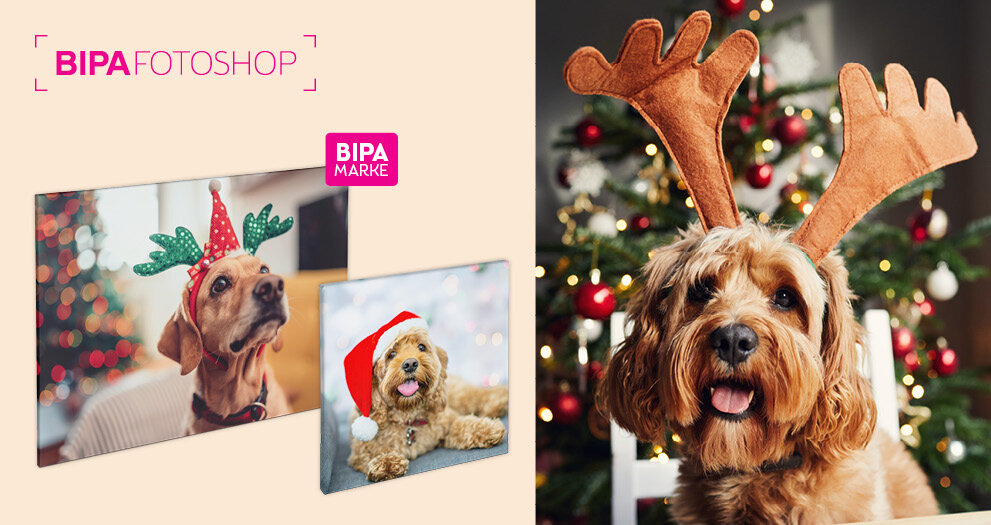 Hund mit Rentiergeweih vor dem Weihnachtsbaum, unten BIPA Fotoshop Wandbilder mit festlichen Haustierfotos als Geschenkidee.